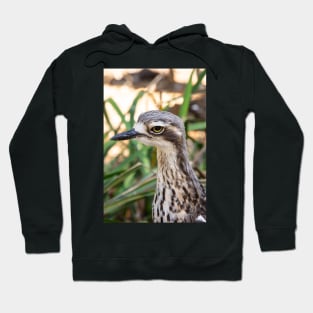 Close up of bush stone curlew bird. Hoodie